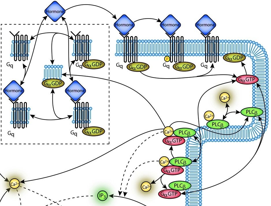 signal transduction pathway